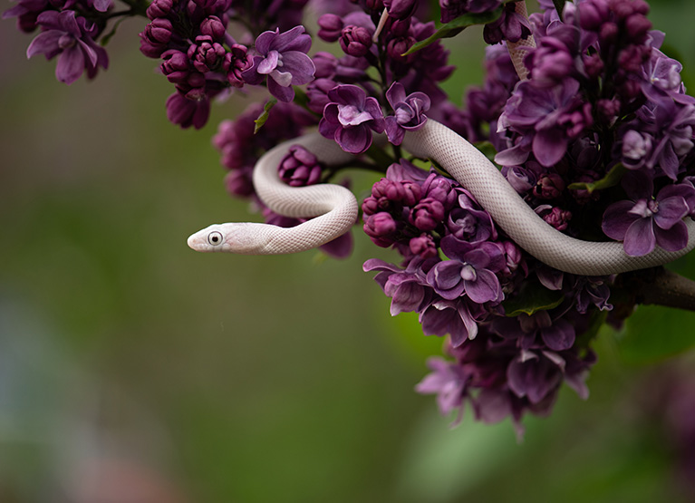 Yılanları Uzak Tutmak