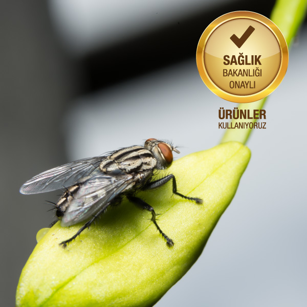 Karasinek ile mücadele hizmeti