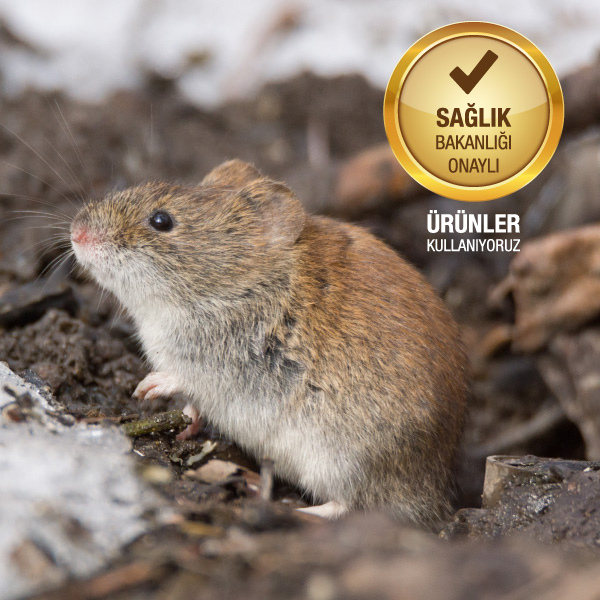 Kemirgen ile mücadele hizmeti