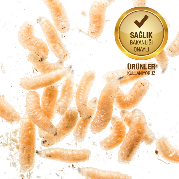 Larva ile mücadele hizmeti