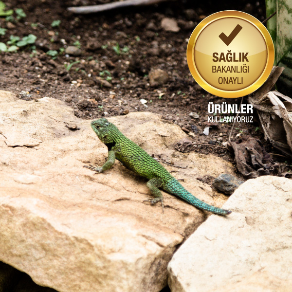 Sürüngen ile mücadele hizmeti